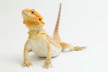 Bearded dragon Pogona vitticeps isolated on a white backgroundの写真素材