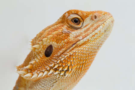 Bearded dragon Pogona vitticeps isolated on a white backgroundの写真素材
