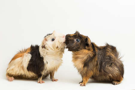 two pair guinea pigs kissing isolated on white backgroundの写真素材