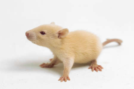 cute albino rat isolated on a white backgroundの写真素材