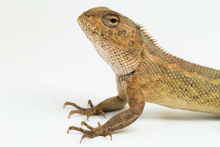 The oriental garden lizard Calotes versicolor isolated on white background