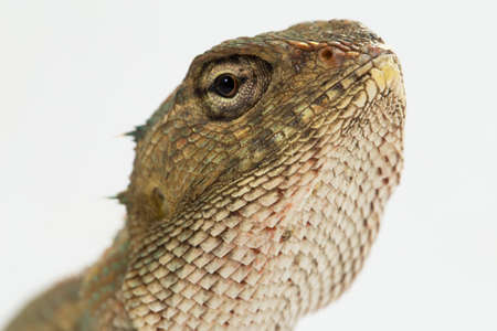 The oriental garden lizard Calotes versicolor isolated on white background