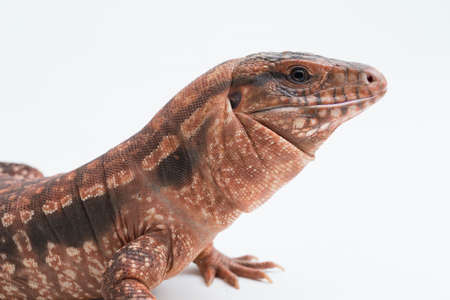 The red tegu lizard Salvator rufescens isolated on white backgroundの写真素材