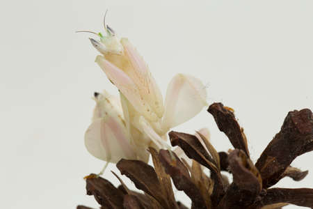 orchid praying mantis hymenopus coronatus isolated on white backgroundの写真素材