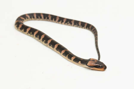 Common puff-faced water snake homalopsis buccata isolated on white background