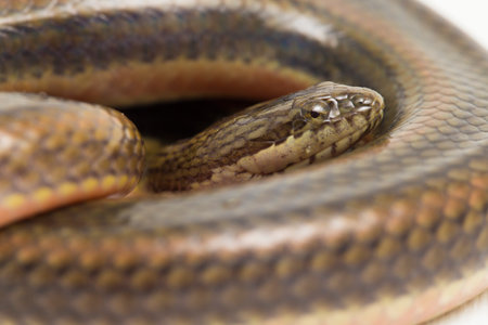 Rainbow water snake Enhydris enhydris isolated on white backgroundの写真素材