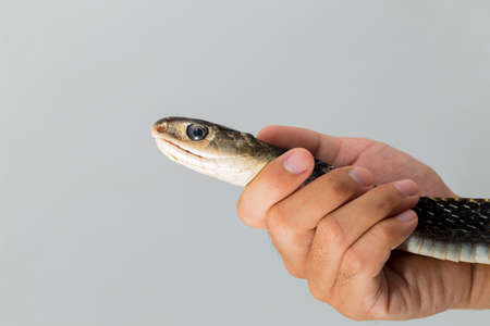 Keeled Rat Snake Ptyas carinata isolated on white backgroundの写真素材