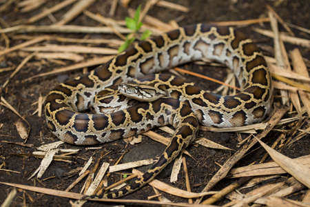 Snake Burmese Python molurus bivittatus