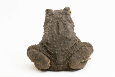 Asian giant toad Phrynoidis asper isolated on white background