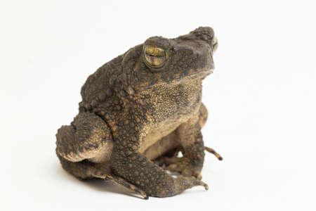 Asian giant toad Phrynoidis asper isolated on white background