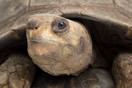 Asian forest tortoise Manouria emys isolated on white backgroundの写真素材