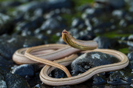 Burton's legless lizard or Lialis burtonis, Lialis burtonis pencil lizard on the wild