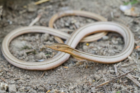 Burton's legless lizard or Lialis burtonis, Lialis burtonis pencil lizard on the wild