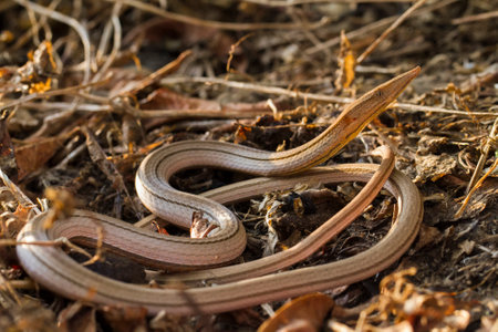 Burton's legless lizard or Lialis burtonis, Lialis burtonis pencil lizard on the wildの写真素材