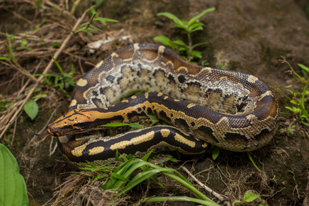 Borneo short-tailed blood python snake Python curtus breitensteini on the wild