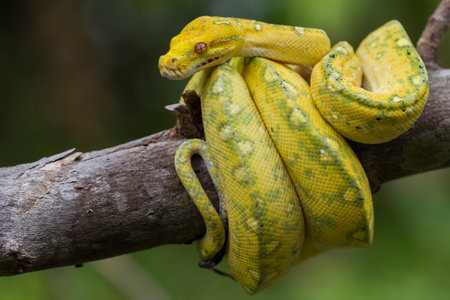 Green Tree Python Morelia viridis on tree branch yellow color skin snakeの写真素材