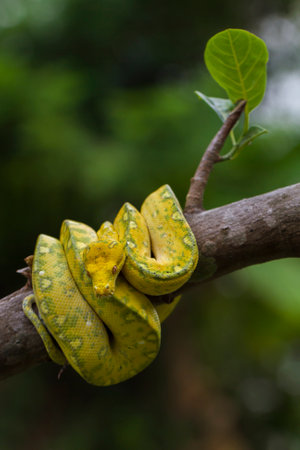 Green Tree Python Morelia viridis on tree branch yellow color skin snake