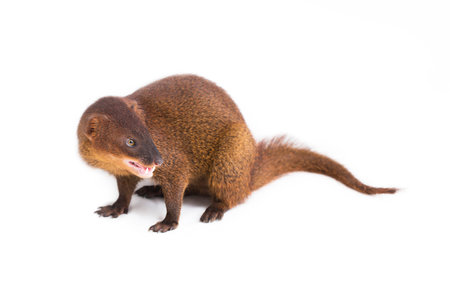 Javan Mongoose or Small asian mongoose (Herpestes javanicus) isolated on white background