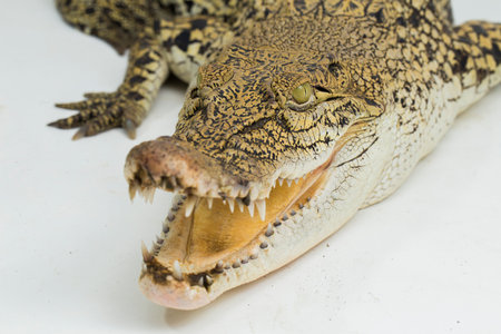 Saltwater crocodile Crocodylus porosus isolated on white backgroundの写真素材
