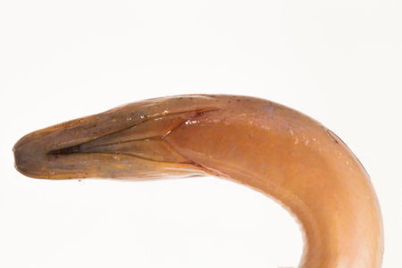 Asian swamp eel (Monopterus albus) isolated on white background