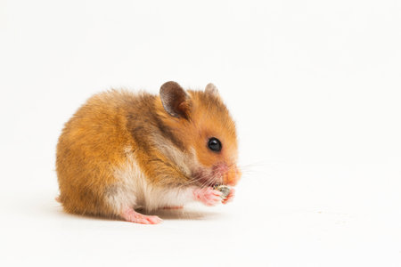 Syrian hamster Mesocricetus auratus isolated on a white backgroundの写真素材