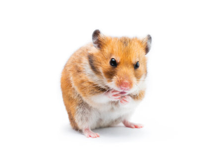 Syrian hamster Mesocricetus auratus isolated on a white backgroundの写真素材