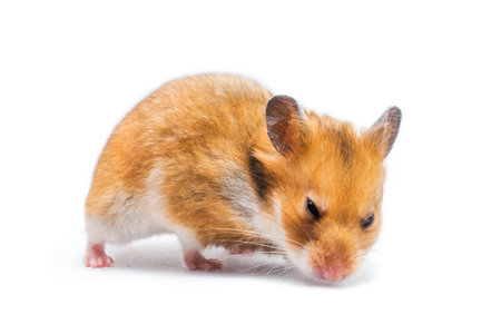 Syrian hamster Mesocricetus auratus isolated on a white backgroundの写真素材