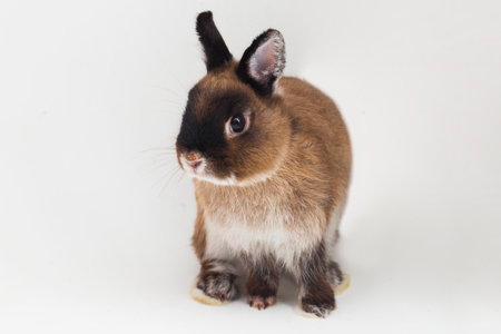 Netherland Dwarf rabbit isolated on white backgroundの写真素材