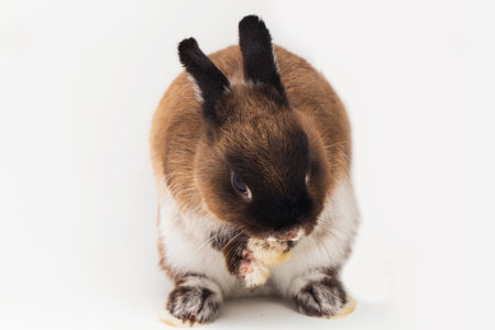 Netherland Dwarf rabbit isolated on white backgroundの写真素材