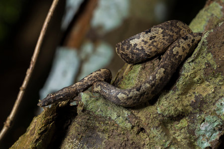 the Indonesian tree boa Candoia carinata or  Pacific ground boa snake