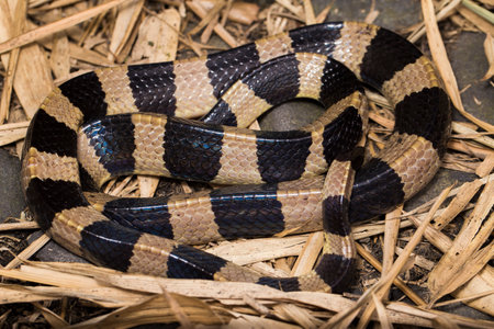 Banded krait snake, Bungarus fasciatus,  highly venomous snake in the wildの写真素材