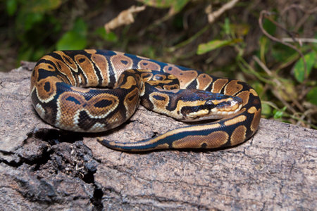 ball python snake Python regius on the wildの写真素材