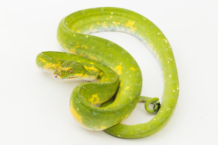 Green Tree Python Morelia viridis snake biak isolated on white backgroundの写真素材
