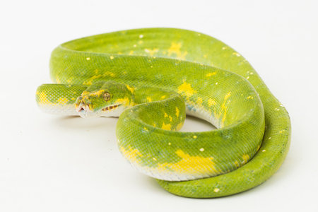 Green Tree Python Morelia viridis snake biak isolated on white background