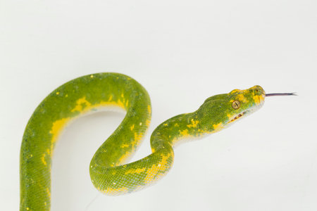 Green Tree Python Morelia viridis snake biak isolated on white background
