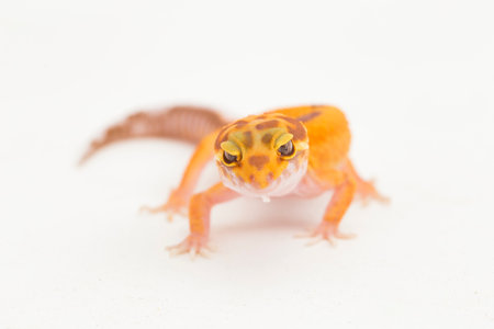 Leopard gecko, Eublepharis macularius, tremper albino isolated on white backgroundの写真素材