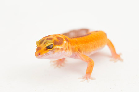 Leopard gecko, Eublepharis macularius, tremper albino isolated on white backgroundの写真素材
