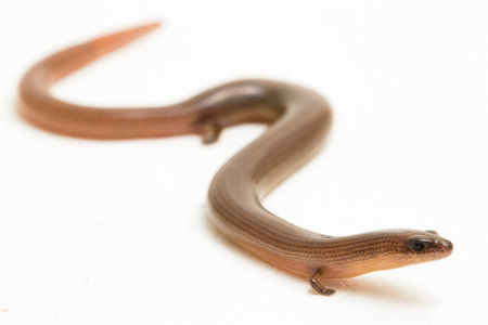 The short-limbed supple skink or Linnaeus's writhing skink lizard (Lygosoma quadrupes) isolated on white backgroundの写真素材