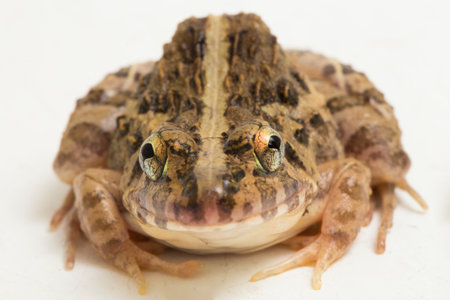 Crab eating frog or mangrove frog Fejervarya cancrivora isolated on white backgroundの写真素材