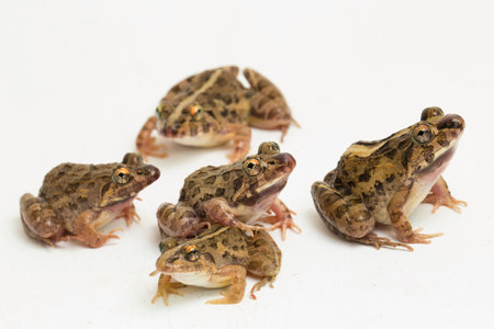 Crab eating frog or mangrove frog Fejervarya cancrivora isolated on white backgroundの写真素材