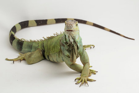 Big Green Iguana lizard isolated on a white backgroundの写真素材
