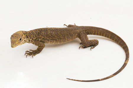 The clouded monitor lizard (Varanus nebulosus) isolated on white backgroundの写真素材