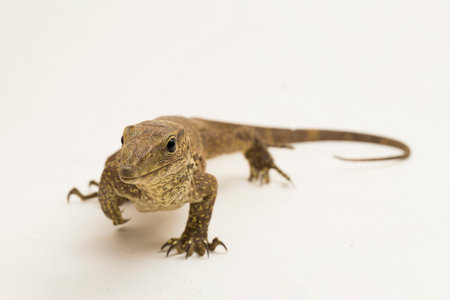 The clouded monitor lizard (Varanus nebulosus) isolated on white backgroundの写真素材