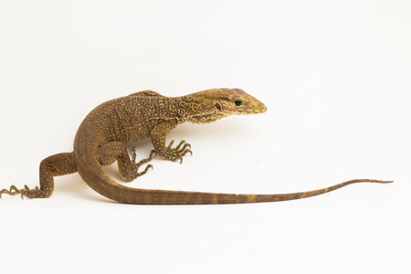 The clouded monitor lizard (Varanus nebulosus) isolated on white backgroundの写真素材