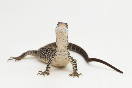 The Spotted Tree Monitor lizard varanus similis isolated on white backgroundの写真素材