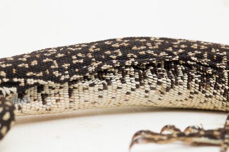The Spotted Tree Monitor lizard varanus similis isolated on white background