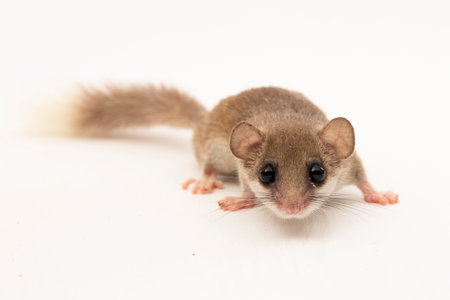 The woodland dormouse (Graphiurus murinus) African pygmy dormouse isolated on white backgroundの写真素材