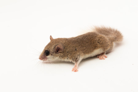 The woodland dormouse (Graphiurus murinus) African pygmy dormouse isolated on white background