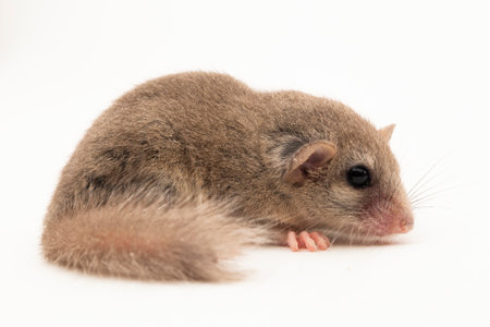 The woodland dormouse (Graphiurus murinus) African pygmy dormouse isolated on white backgroundの写真素材