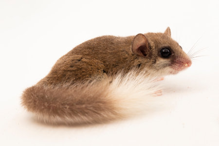 The woodland dormouse (Graphiurus murinus) African pygmy dormouse isolated on white backgroundの素材 [FY310204533670]